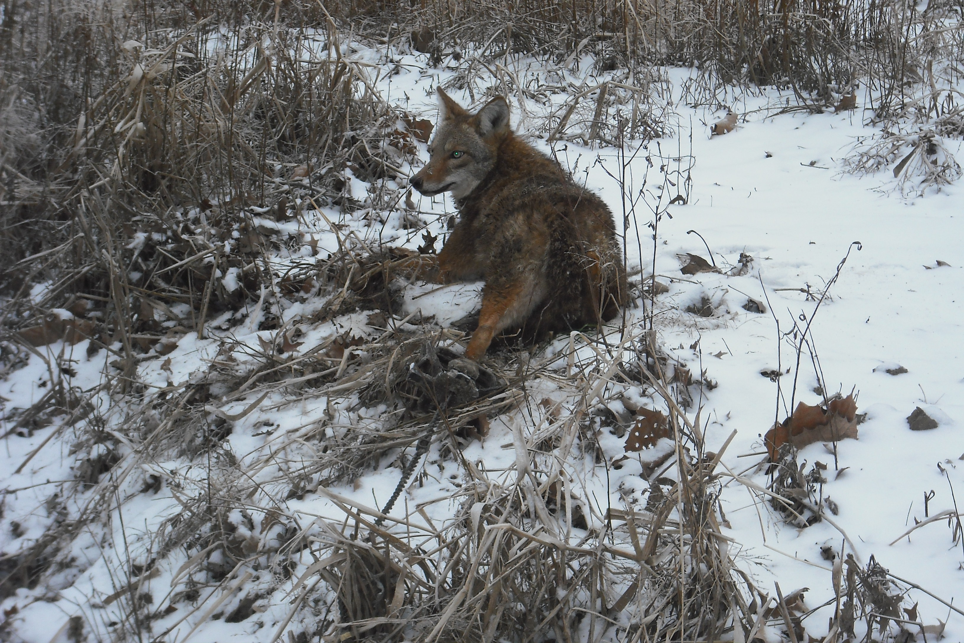 boss dog coyote lure, coyote trapping, wolf lure, coyote scent, coyote